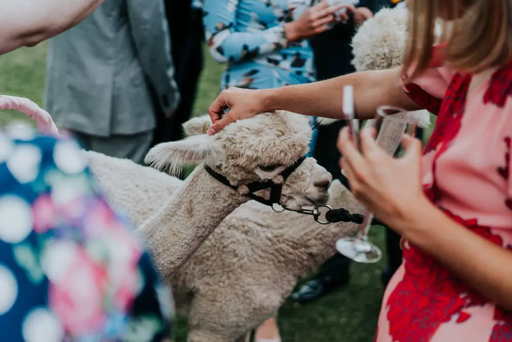 Alpaca Walk