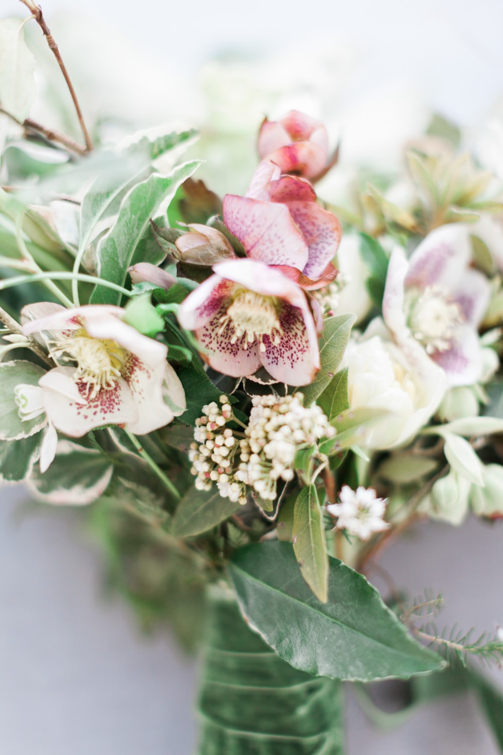 Hellebore