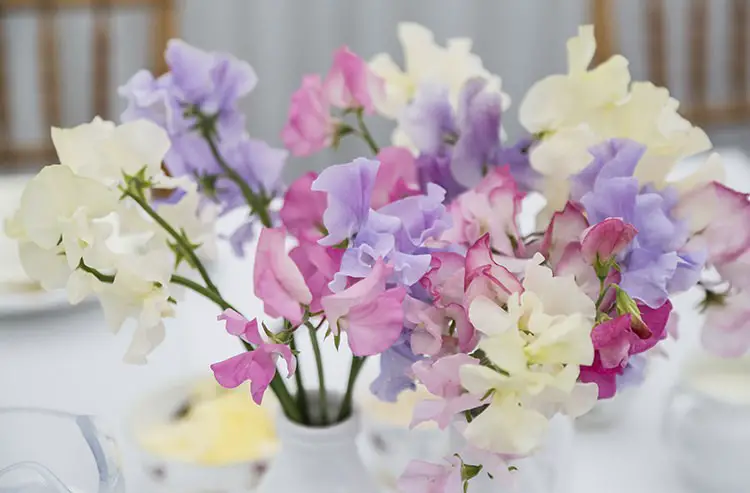 Sweet Peas